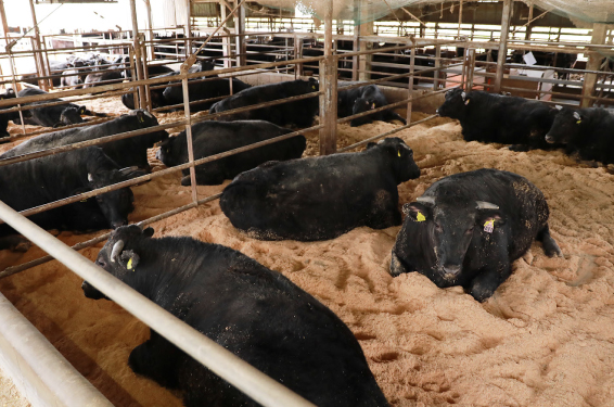 ストレスを与えない育て方